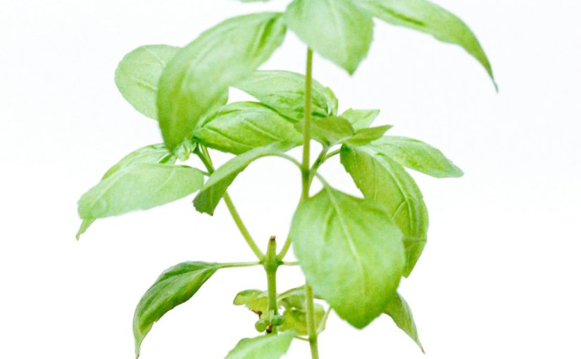 How to Care for a Money Tree Plant