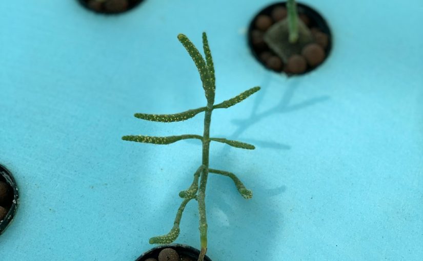 How to Propagate and Plant Christmas Cactus