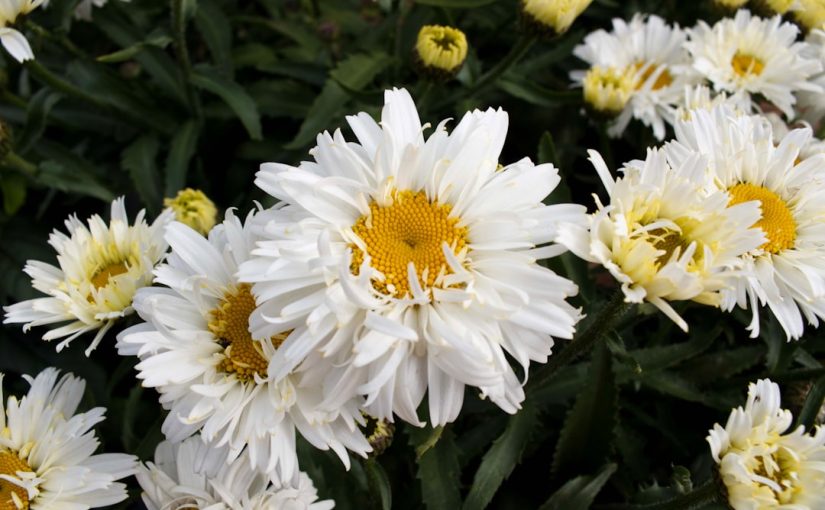 How to Make Mums Last