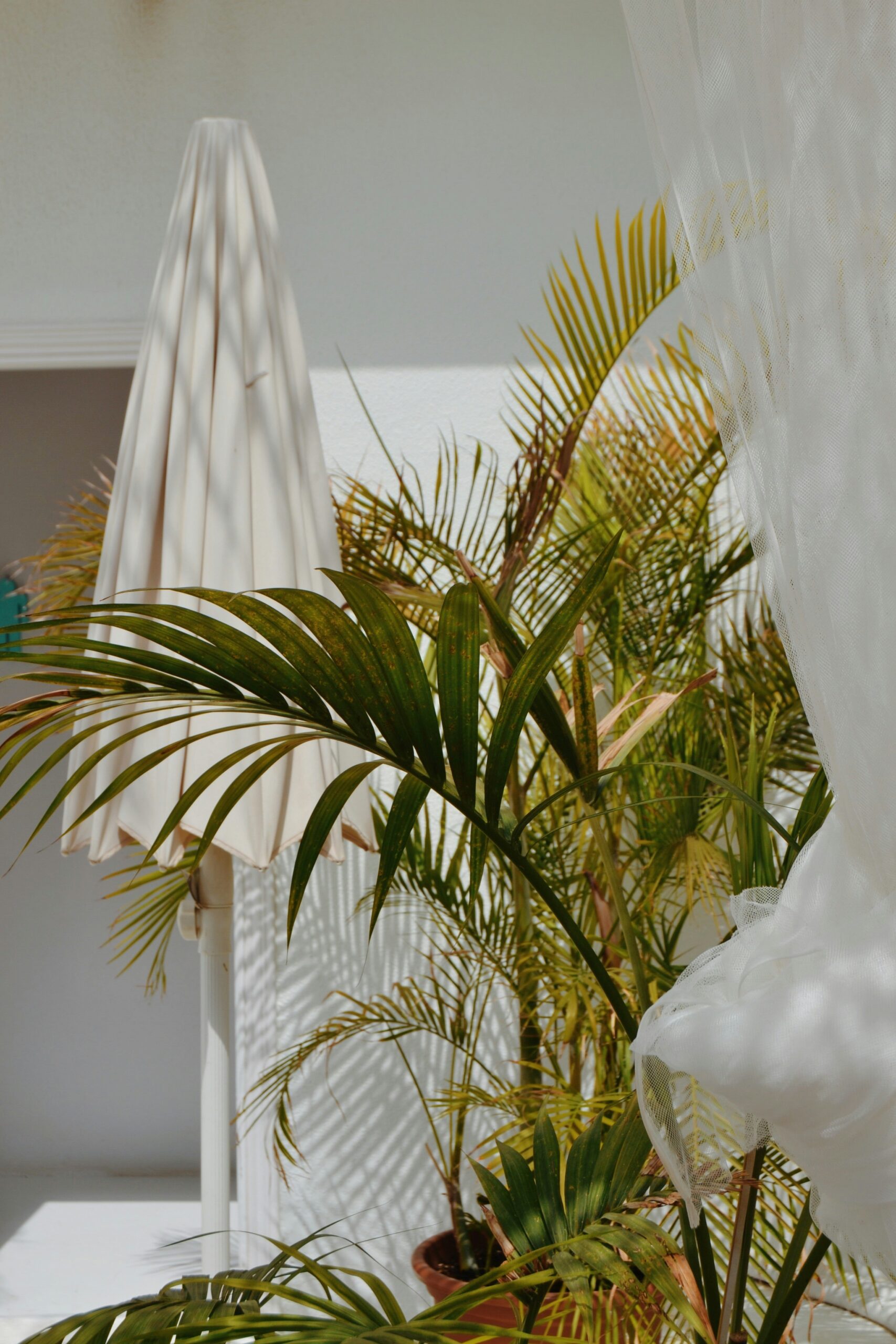 A Comprehensive Guide on How to Care for Palm Trees​