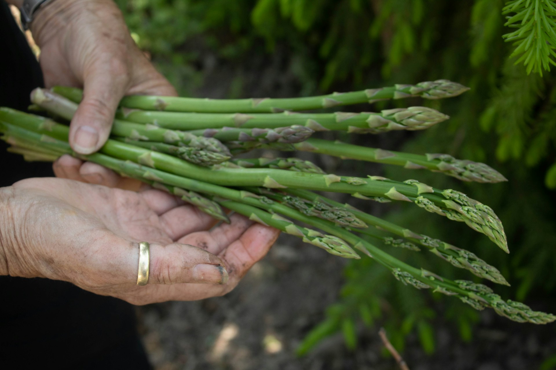 How Long Does Asparagus Take to Grow? A Complete Timeline for Patience & Bountiful Harvests