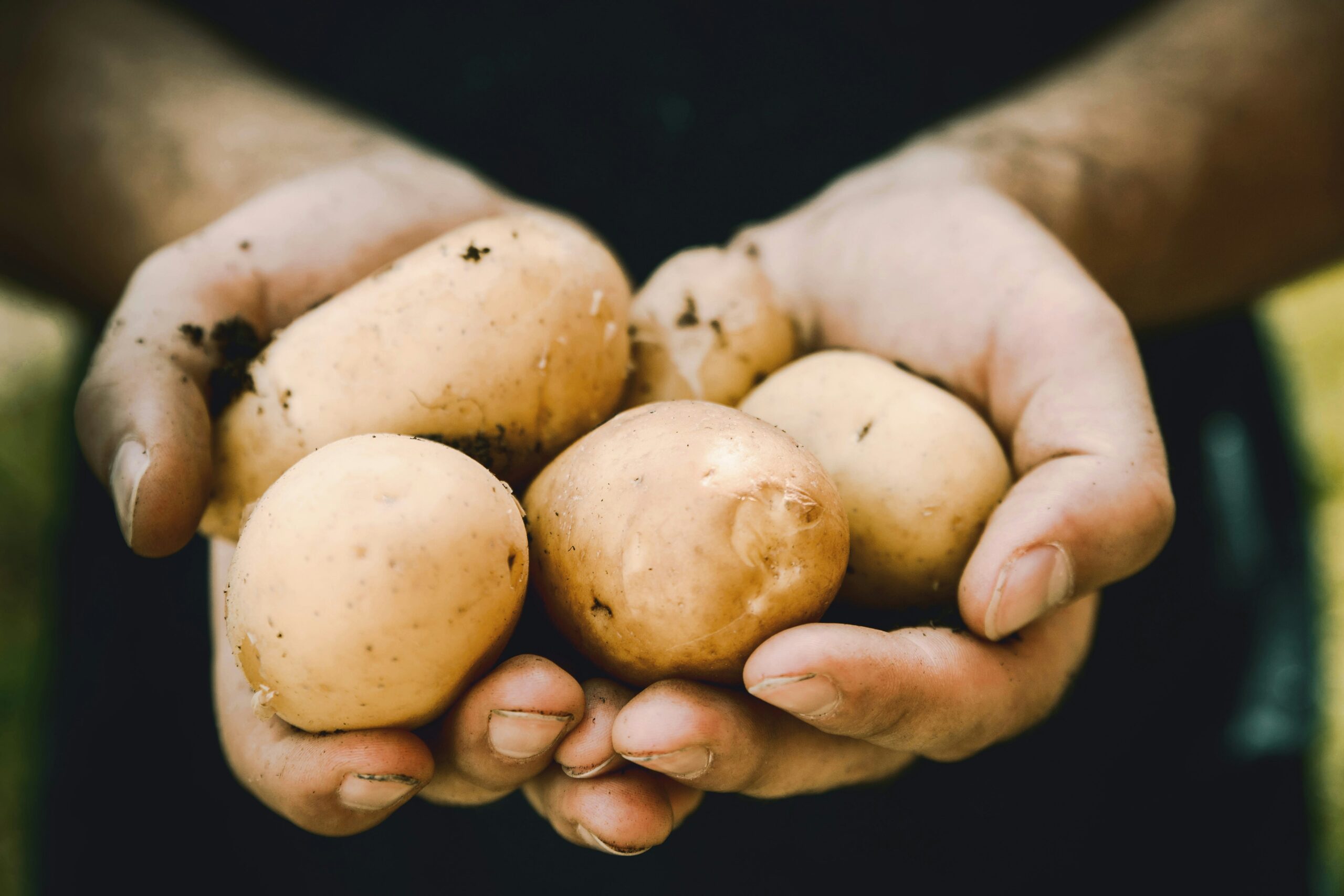 How Long Do Potatoes Take to Grow? A Beginner’s Guide