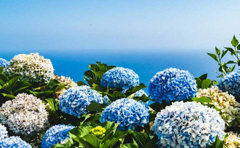 How to Cut Back Hydrangeas in Fall: A Variety-Specific Guide for Lush Blooms Next Year