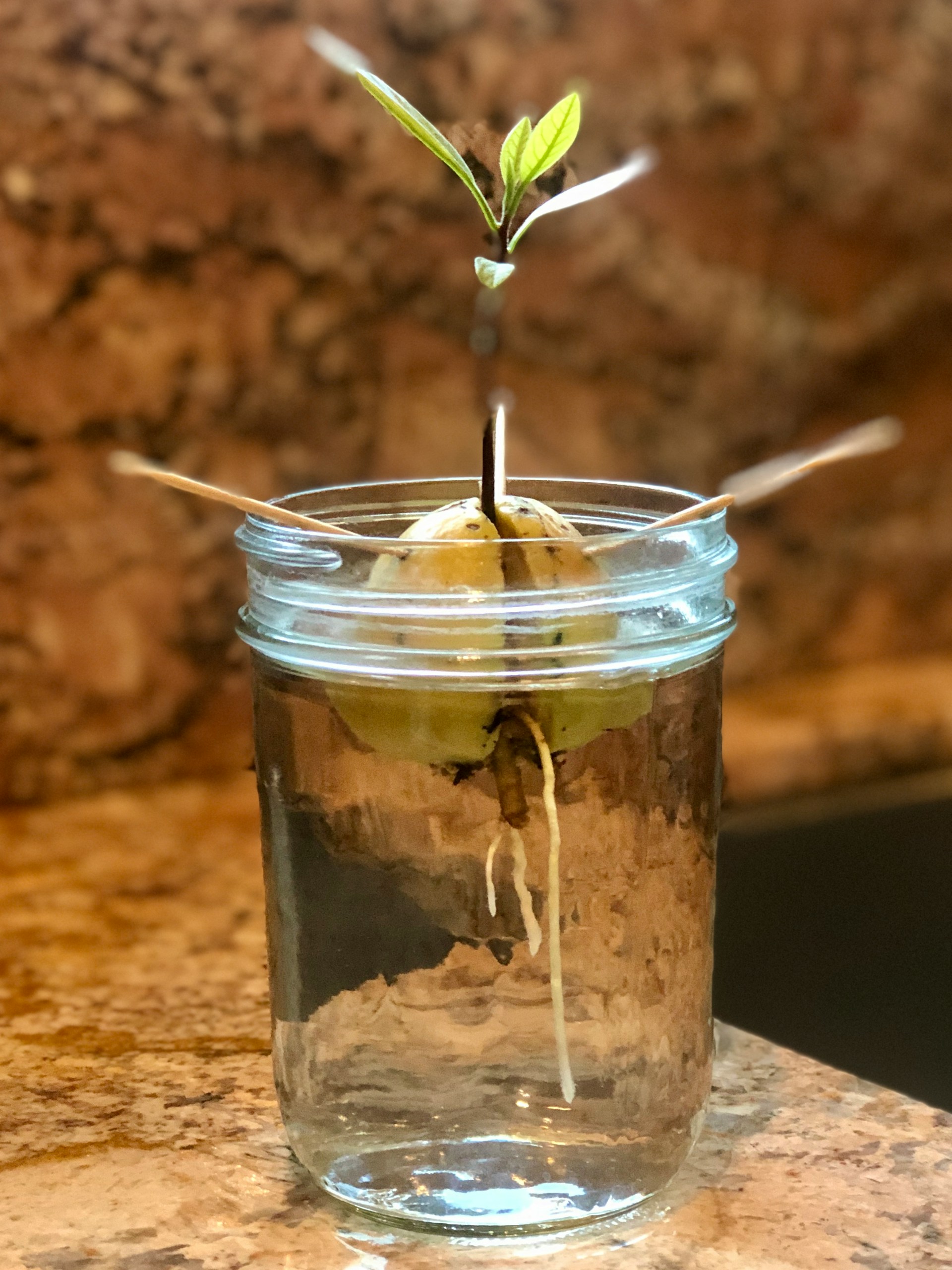 How to Grow an Avocado Seed: A Step-by-Step Guide to Sprouting Your Own Tree