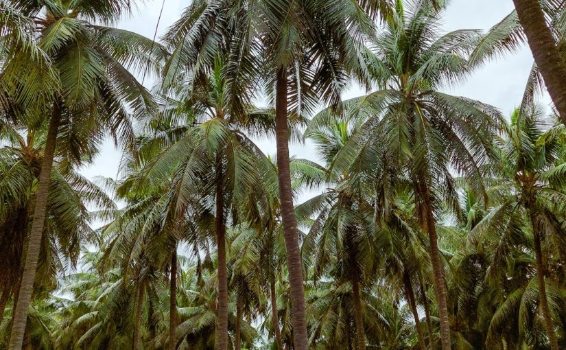 How to Cut Fronds from a Date Palm Tree