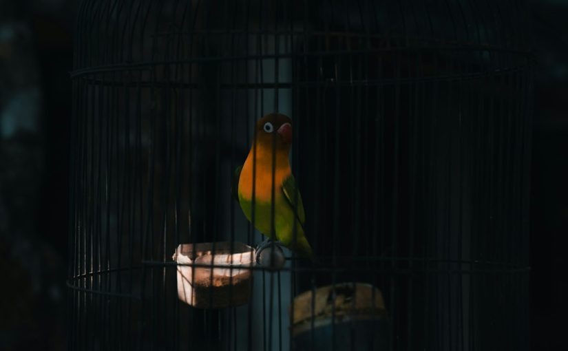 Birds Attracted to Crepe Myrtle Trees