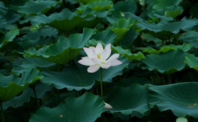 How Does a Lotus Flower Get Pollinated?