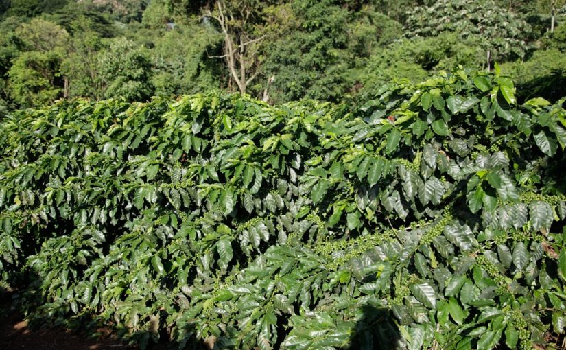 The Average Life Cycle of Coffee Trees