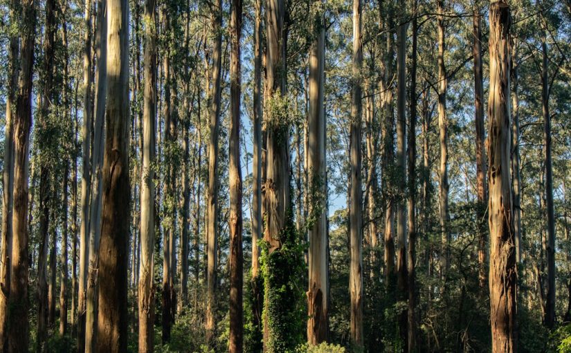 Where Did Eucalyptus Trees Originally Come From?