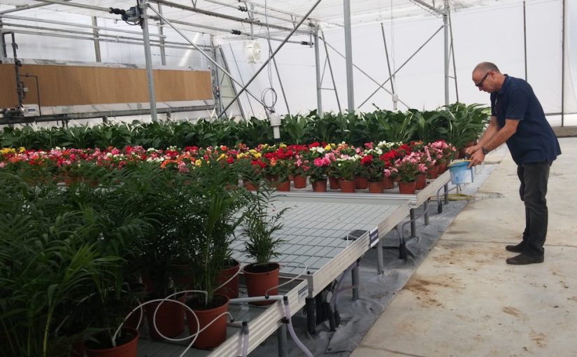 How to Plant Dahlias with Bone Meal, Epsom Salts and Sugar