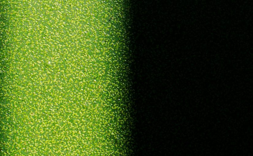 How to Make Hanging Walls of Bromeliads