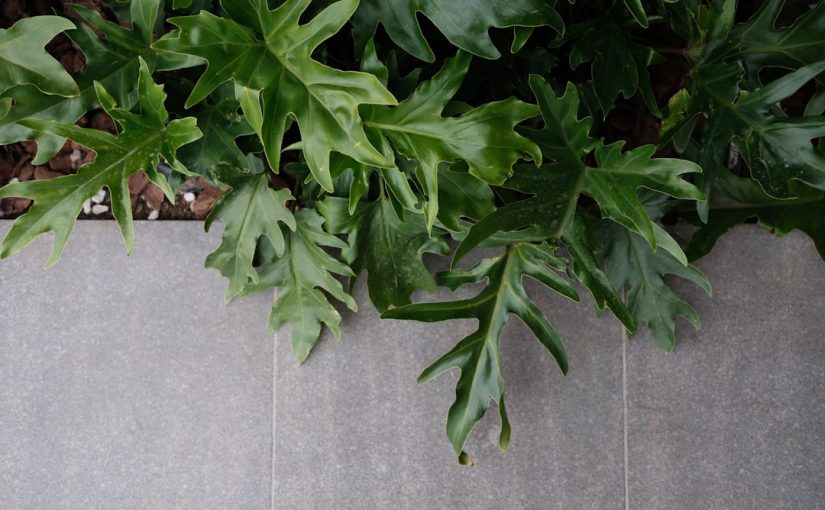 How to Pull Up a Tree With a Jack