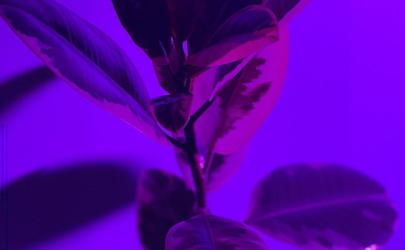 Cloning a San Pedro Cactus