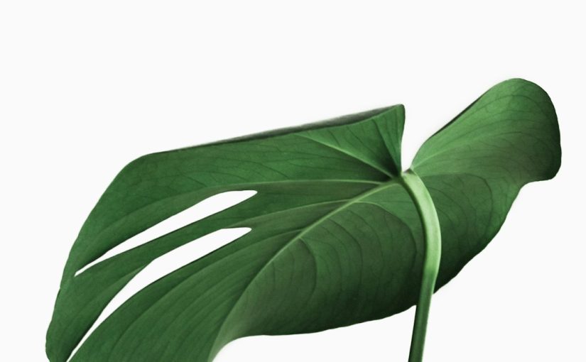 How to Wrap Boxwoods in Burlap for Winter