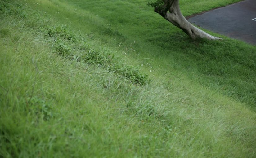 Rear Discharge vs. Side Discharge Mowers