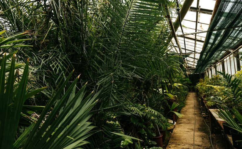 Elephant Ear (Alocasia) Care: How to Grow Giant, Dramatic Foliage