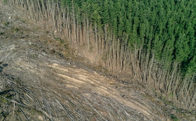 The 15 Best Shrubs and Trees to Plant in Fall for Instant Curb Appeal