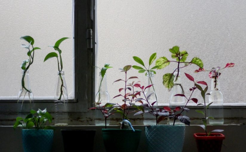 How to Choose the Best Plants for Your Garden Room or Sunroom