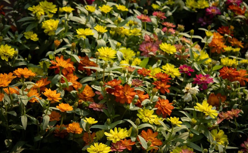 17 Flowers and Shrubs for Stunning Late Summer and Early Fall Color