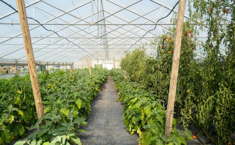 Late Summer Planting Guide: What to Sow Now for a Fall Harvest