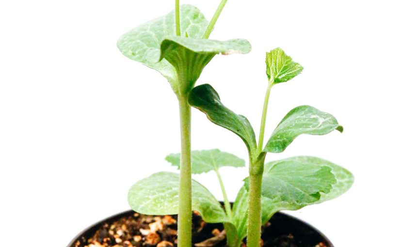 How to Cure Root Rot in a Jade Plant