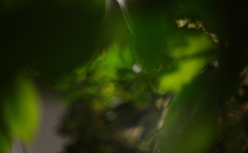 DIY Wire Wall Trellis: An Easy Project for Climbing Plants