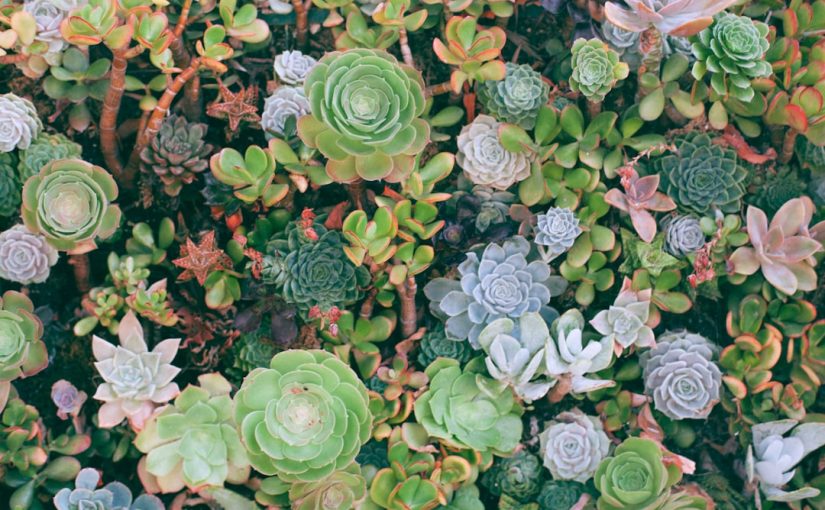 How to Propagate Succulents: 5 Easy Methods for Beginners