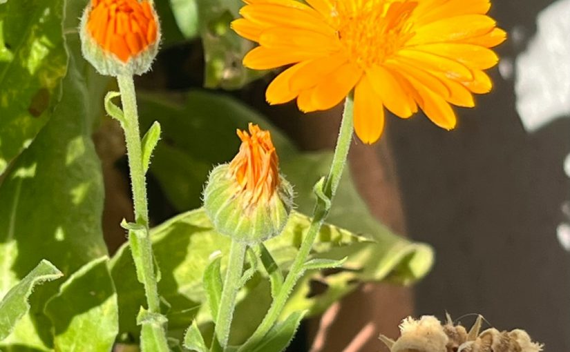 How to Plant Bulbs: The Ultimate Guide for Beautiful Blooms