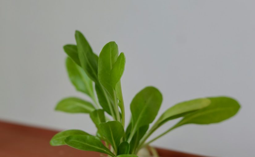 How to Propagate Jade Plants: 3 Foolproof Methods