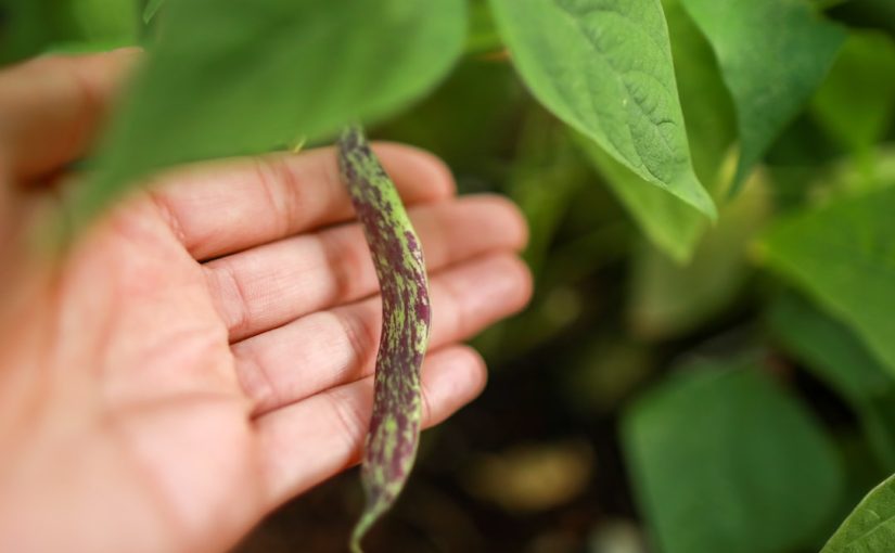 Snake Plant Care: The Ultimate Low-Light Plant Guide