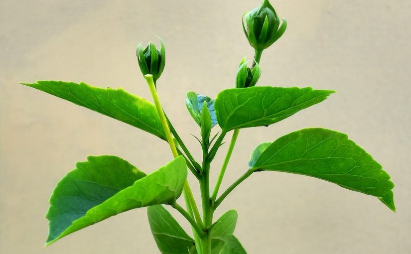 Peace Lily Care: Tips for Blooms and Healthy Growth