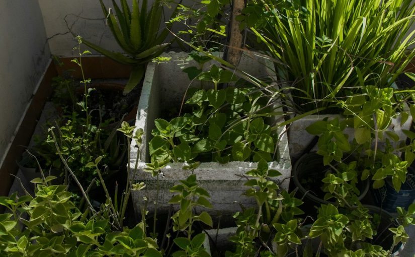 Early Spring Planting Guide: What to Get in the Ground Now