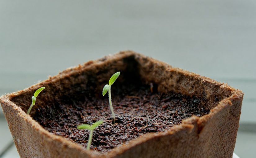 Jade Plant Care: The Complete Guide to a Thriving Succulent