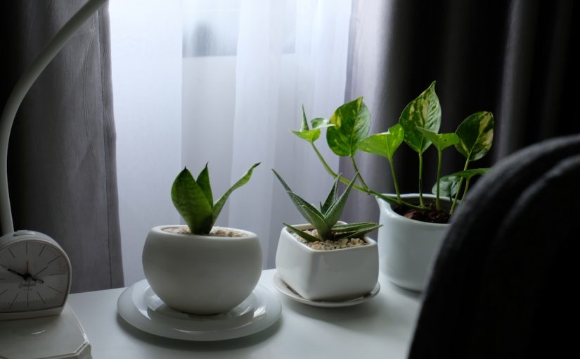 Corn Plant (Dracaena fragrans) Care: A Simple Guide