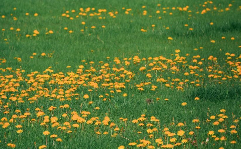 The Best Pollinator-Friendly Wildflower Seed Mix for Spring