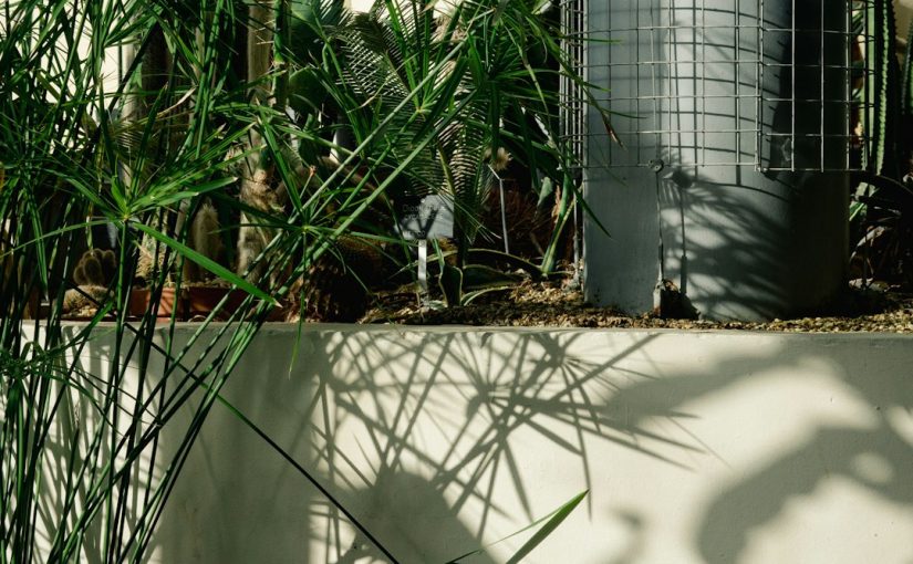 The Best Gnat Traps to Keep Your Houseplants Pest-Free