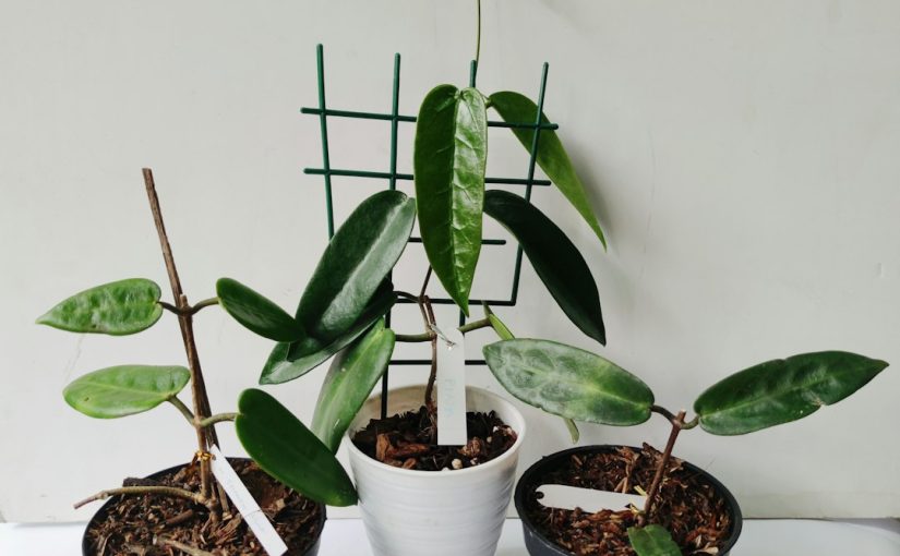 Useful Products to Help Keep Your Precious Orchids Alive