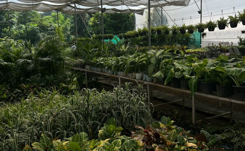 Safe Pest Control Products to Protect Your Houseplants