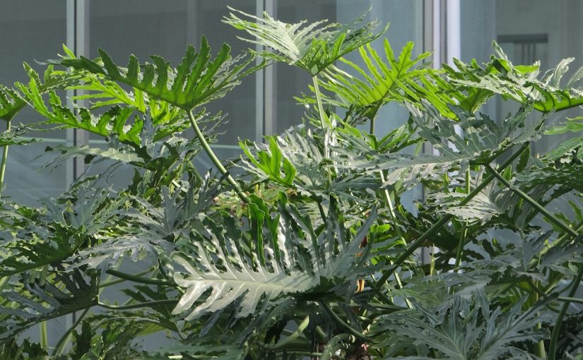 The Best Grow Lights to Help Your Indoor Plants Thrive