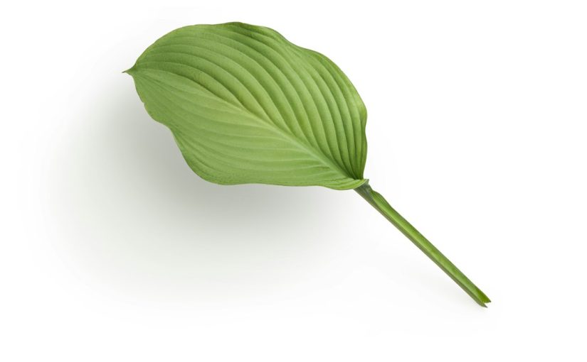 The Best Leaf Blowers That Make Yard Work a Cinch