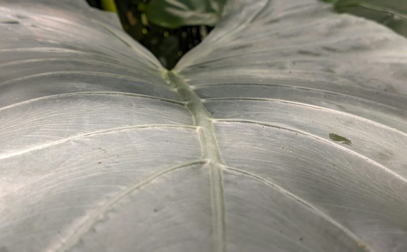 The Best Humidifiers to Help Your Indoor Plants Thrive