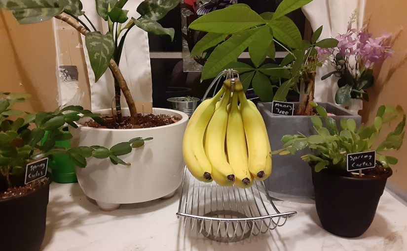 The Best Plant Food to Nourish Your Indoor Plants