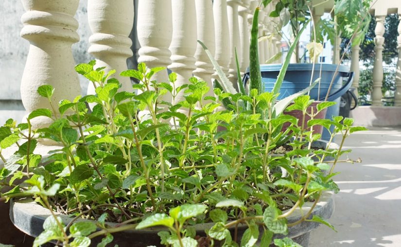 Help Your Houseplants Thrive by Adding Perlite to Soil