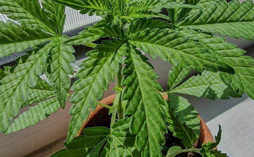 Rice Water for Plants: A Secret Ingredient to Boost Growth