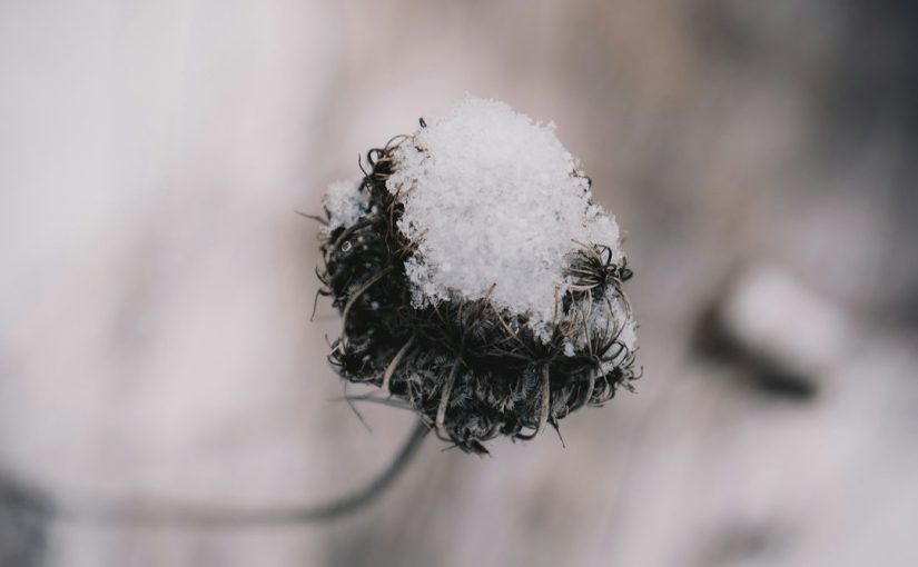 The Best Products to Protect Your Plants from Frost