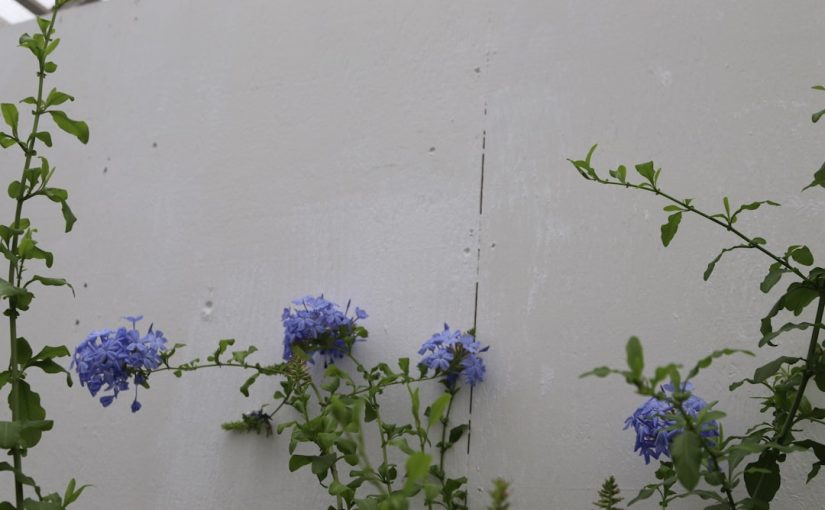 9 Bulbs to Plant in Fall for Spring Flowers (And Where to Buy)