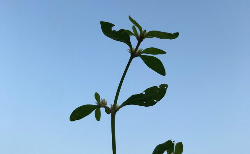 7 Best Climbing Plant Supports for Beautiful Gardens