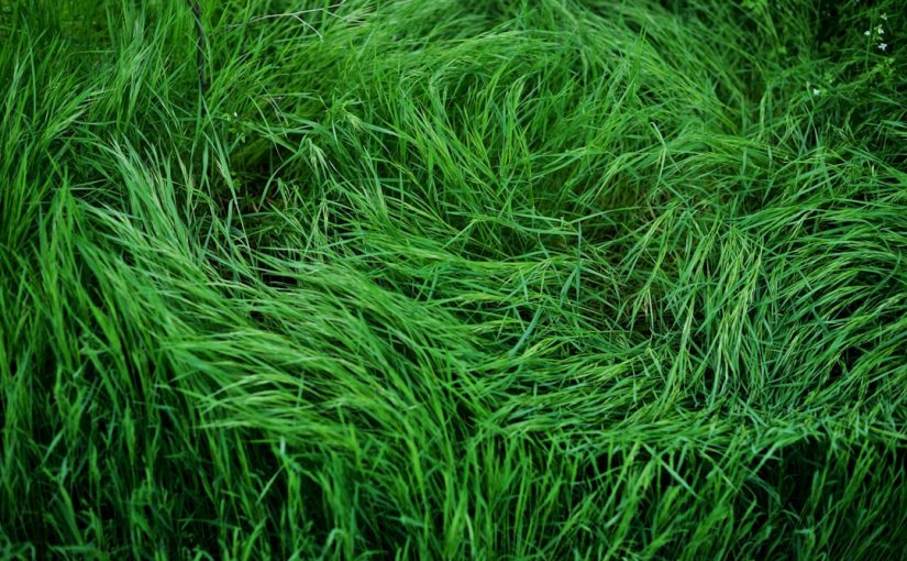 7 Worry-Free Lawn Fertilizers for Greener Grass