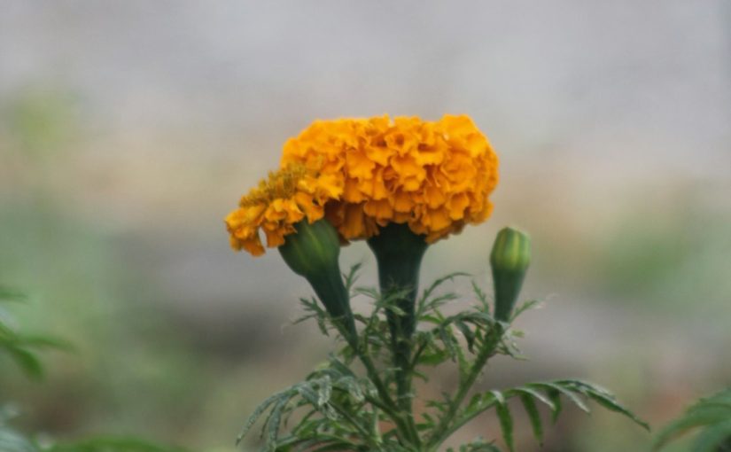 What Is a Cut Flower Garden? A Beginner’s Guide