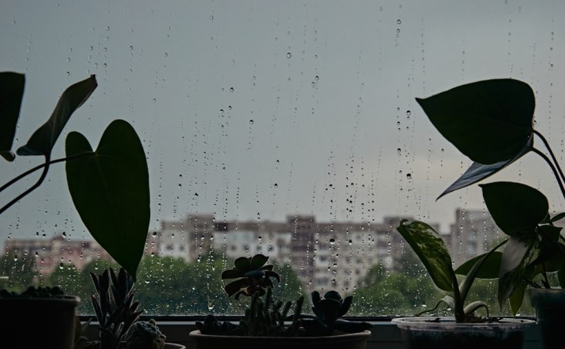 The 6 Best Rain Barrels: Our 2024 Picks